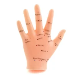 Akupunkturmodell Hand