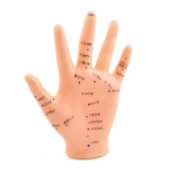 Akupunkturmodell Hand