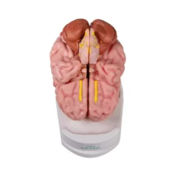 Anatomisches Gehirnmodell mit Augmented Reality