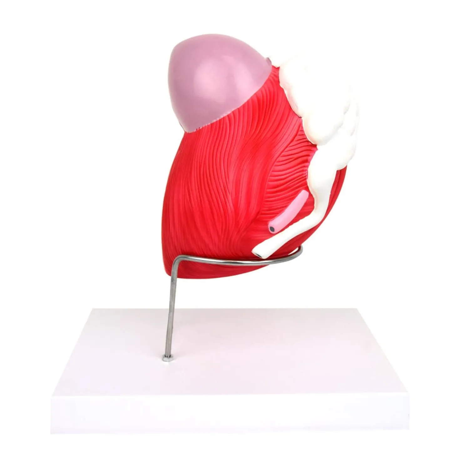 Anatomisches Modell der männlichen Blase