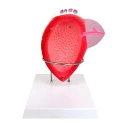 Anatomisches Modell der männlichen Blase