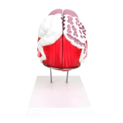 Anatomisches Modell der männlichen Blase