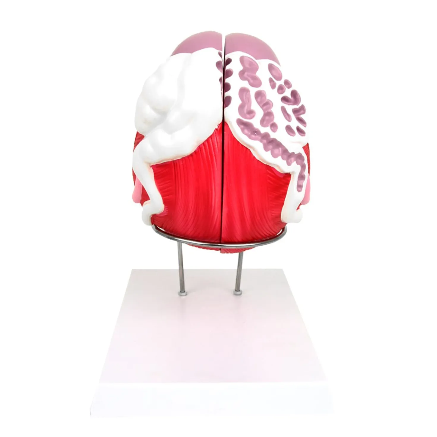 Anatomisches Modell der männlichen Blase