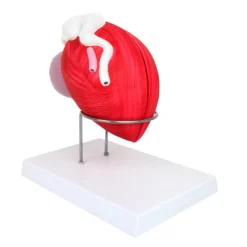 Anatomisches Modell der männlichen Blase