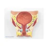Anatomisches Modell der weiblichen Blase
