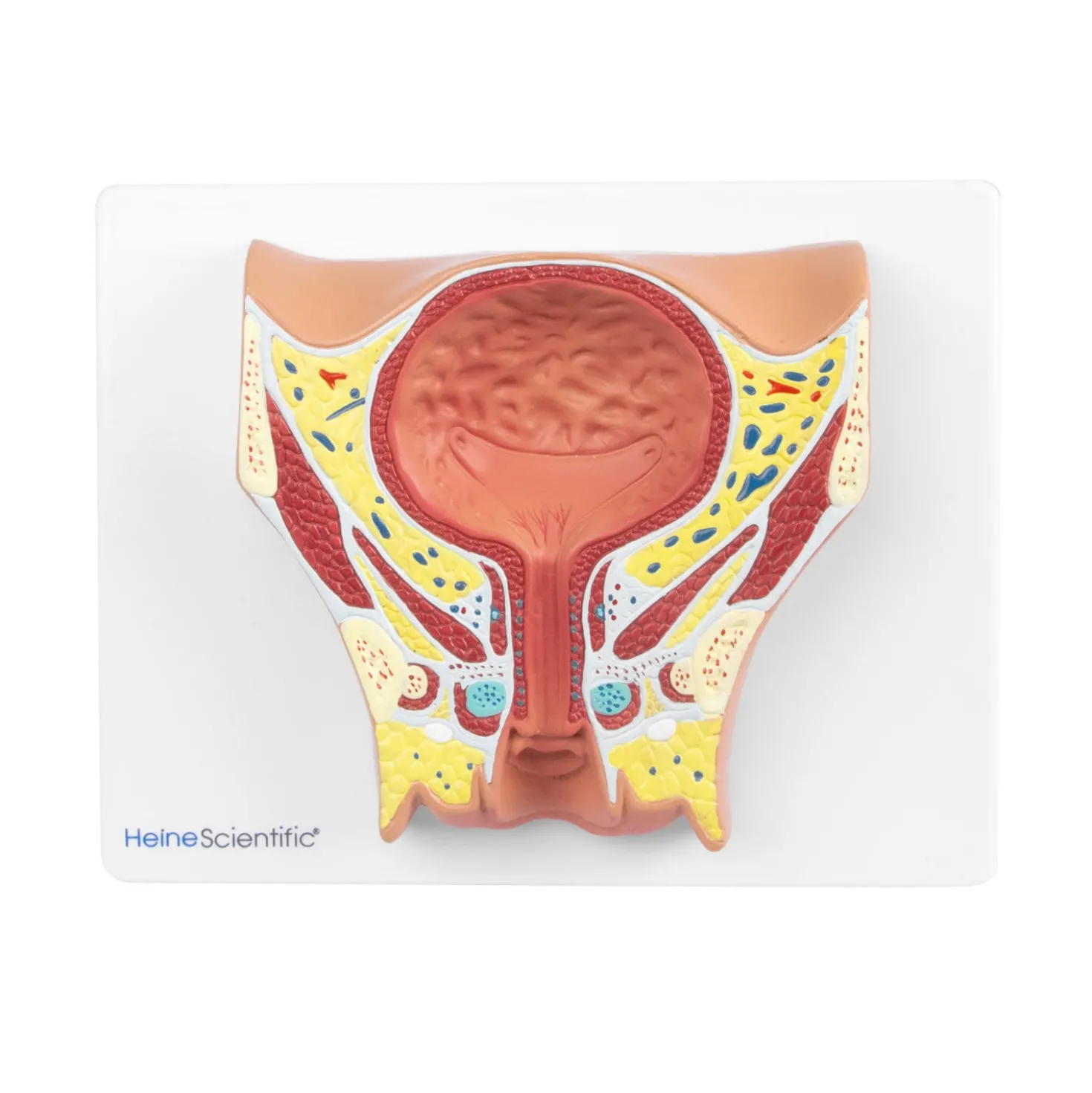 Anatomisches Modell der weiblichen Blase