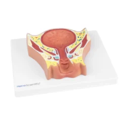 Anatomisches Modell der weiblichen Blase