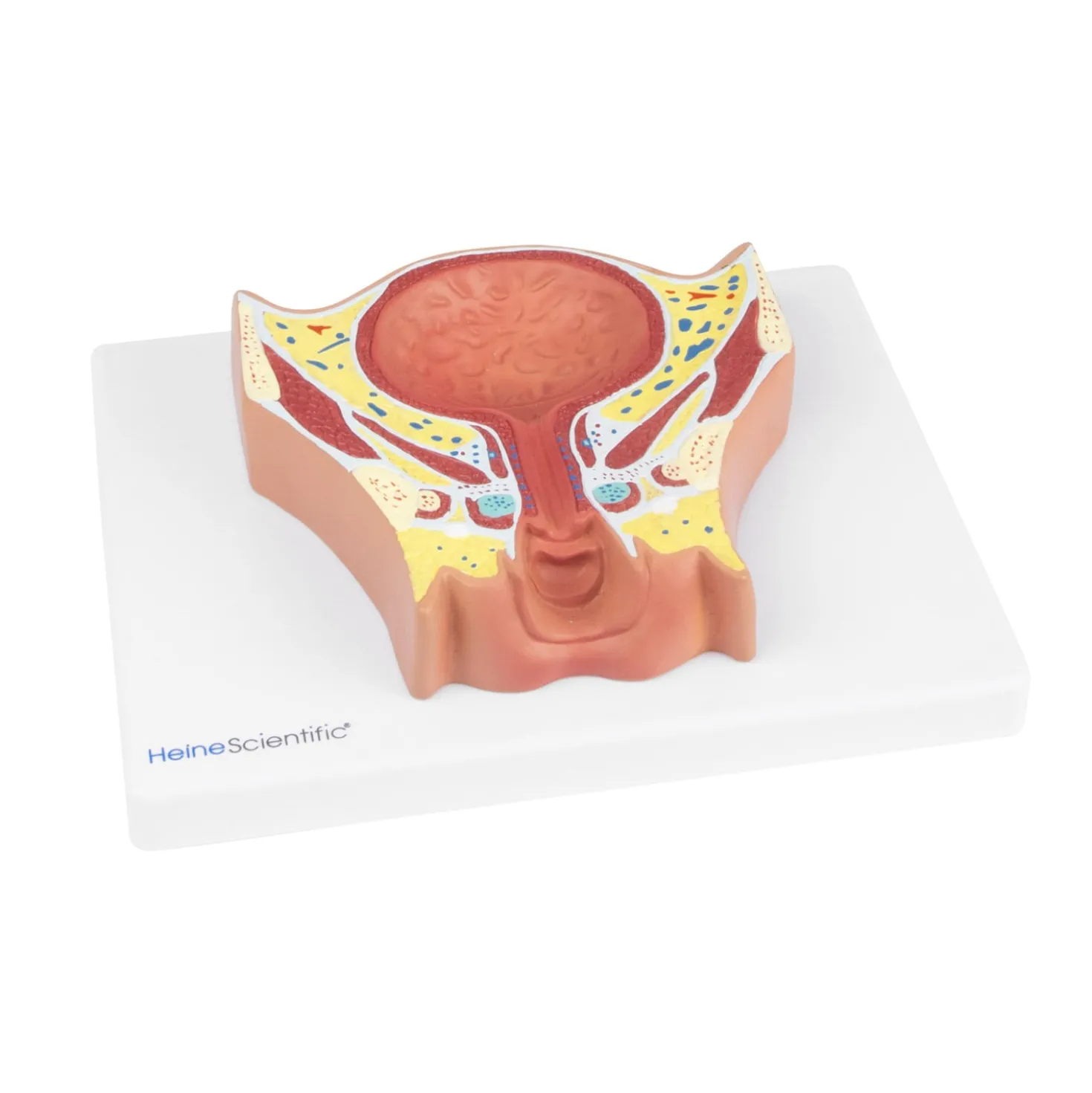 Anatomisches Modell der weiblichen Blase