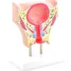 Anatomisches Modell der weiblichen Blase