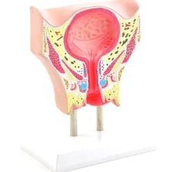 Anatomisches Modell der weiblichen Blase