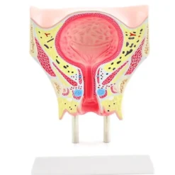 Anatomisches Modell der weiblichen Blase