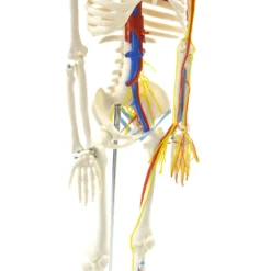 Anatomisches Skelett mit Nerven und Gefäßen