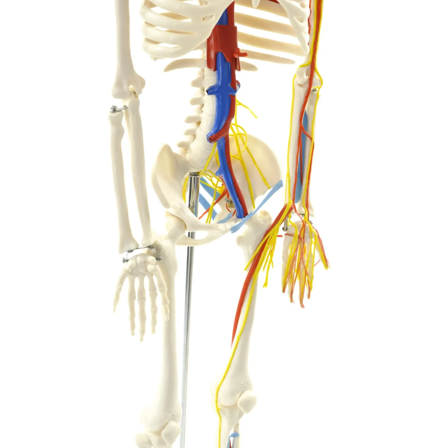 Anatomisches Skelett mit Nerven und Gefäßen