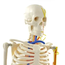 Anatomisches Skelett mit Nerven und Gefäßen