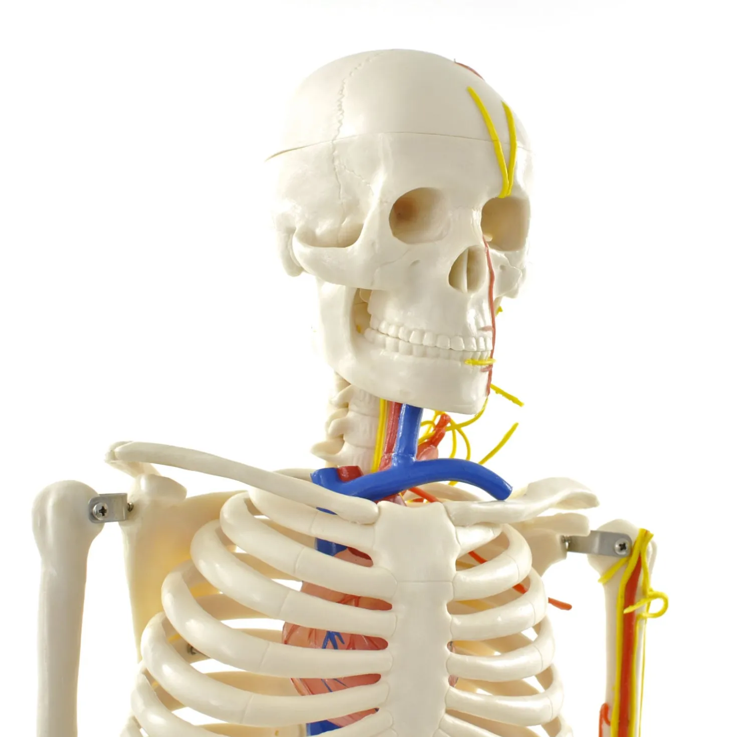 Anatomisches Skelett mit Nerven und Gefäßen
