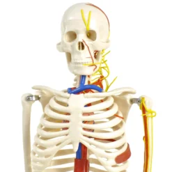 Anatomisches Skelett mit Nerven und Gefäßen