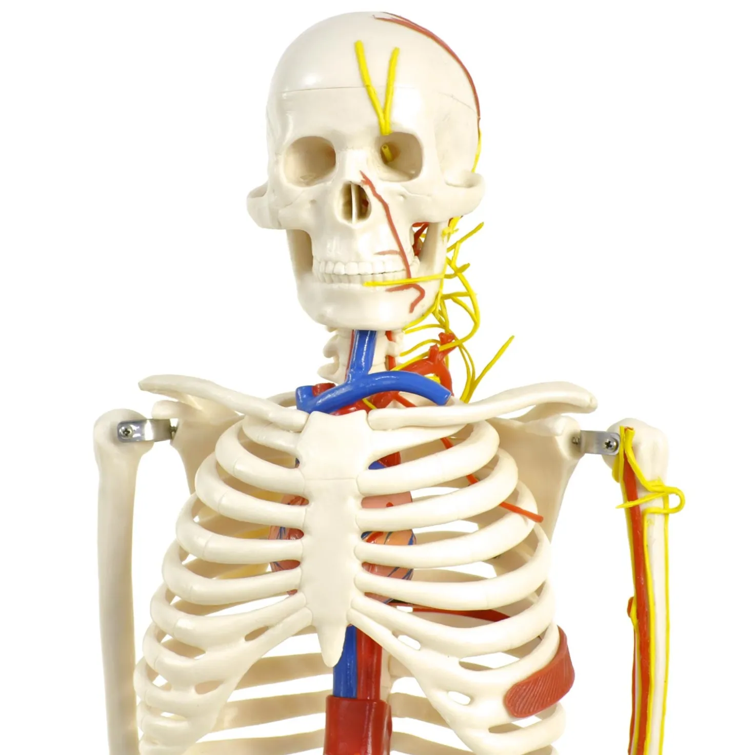 Anatomisches Skelett mit Nerven und Gefäßen