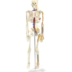 Anatomisches Skelett mit Nerven und Gefäßen