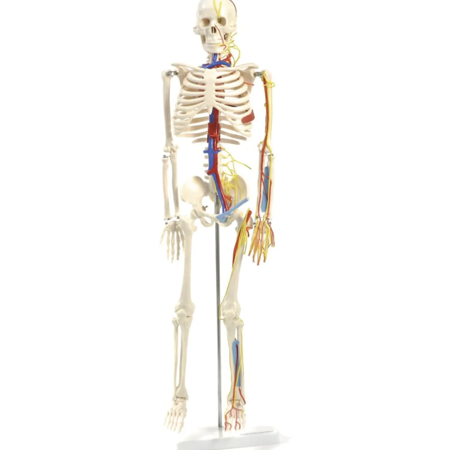 Anatomisches Skelett mit Nerven und Gefäßen