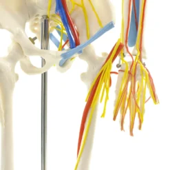 Anatomisches Skelett mit Nerven und Gefäßen