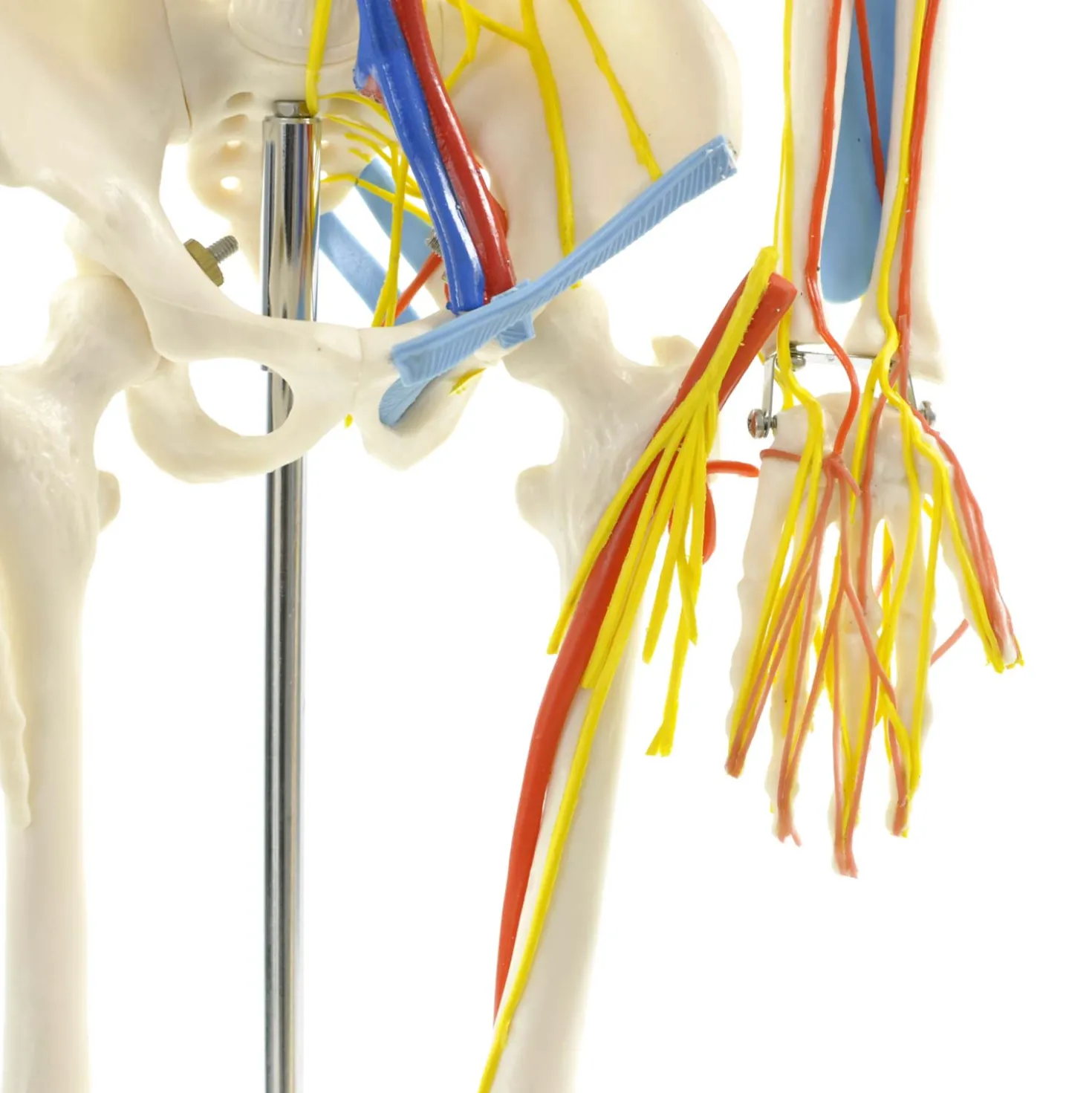 Anatomisches Skelett mit Nerven und Gefäßen