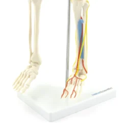 Anatomisches Skelett mit Nerven und Gefäßen