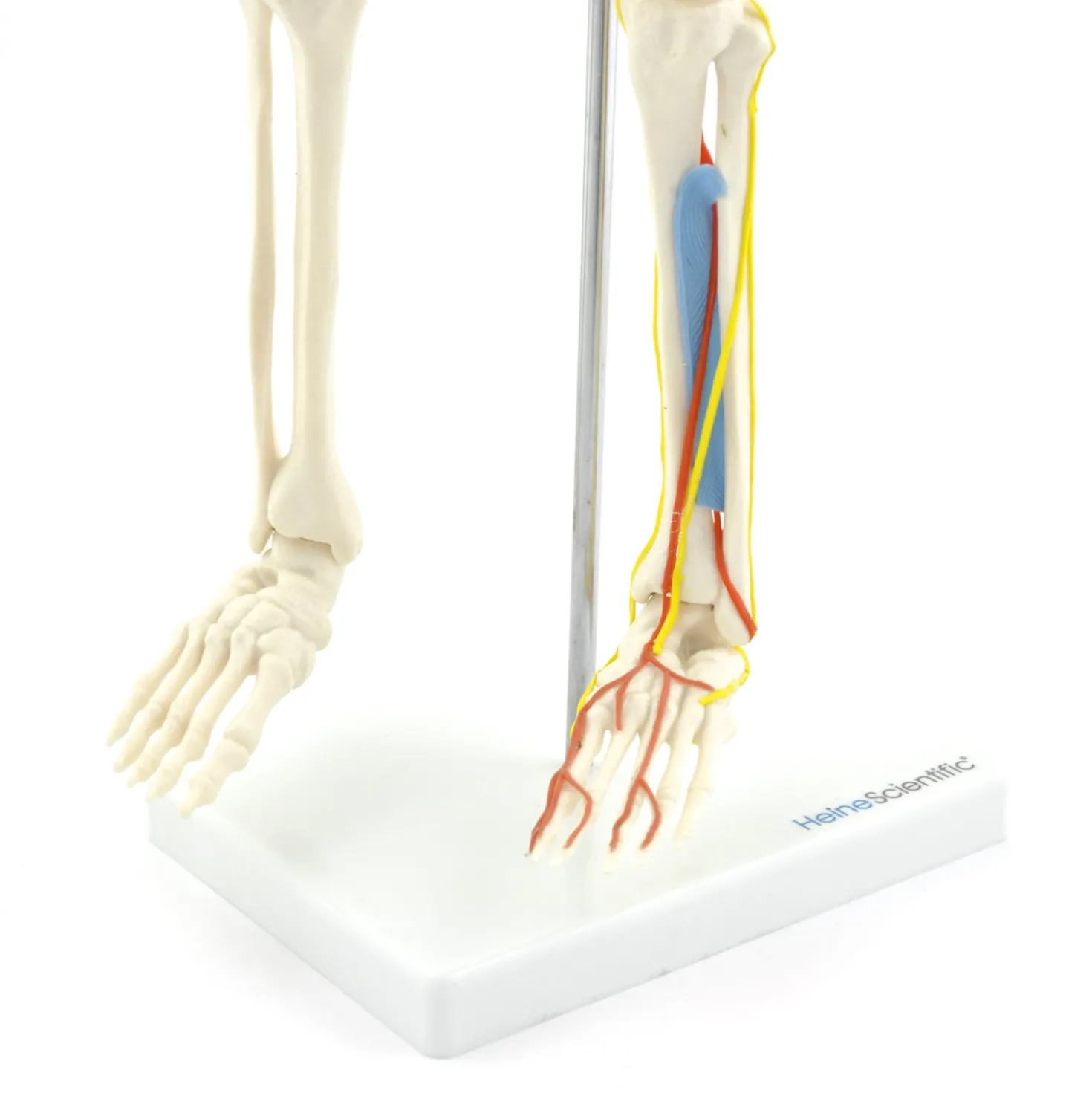 Anatomisches Skelett mit Nerven und Gefäßen
