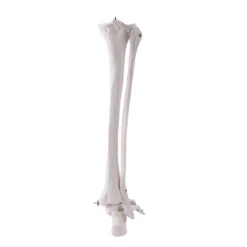 Beinskelett