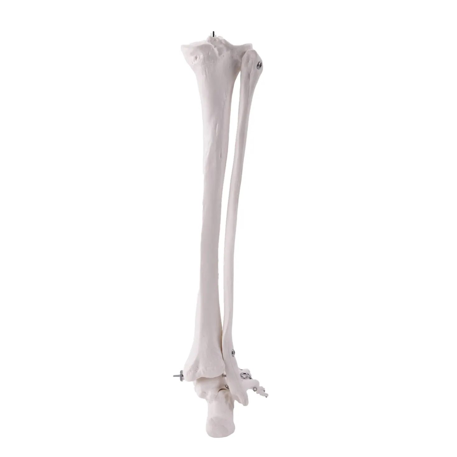 Beinskelett