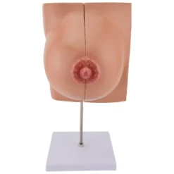 Brust-Modell