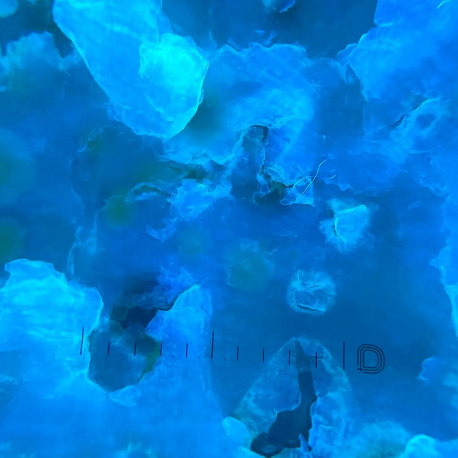 DermLite DL5 Plus