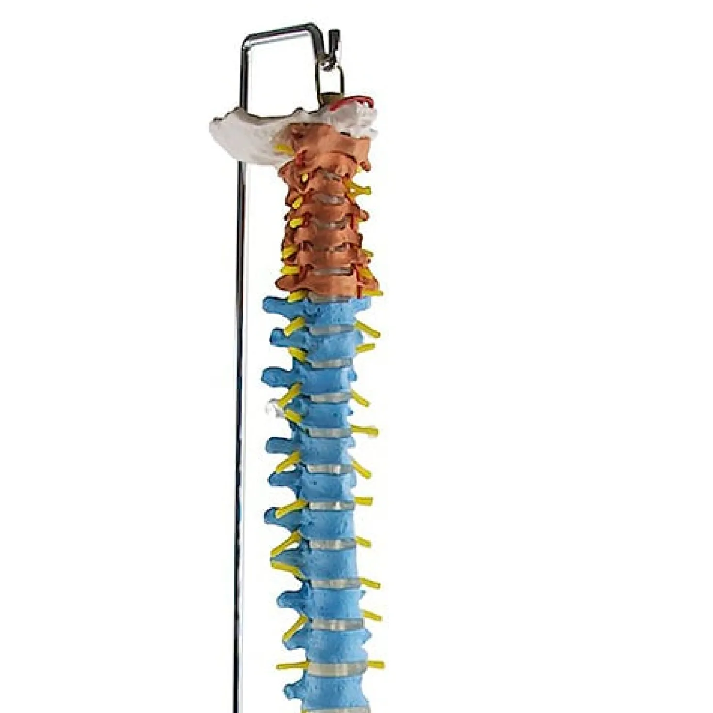 Didaktische Wirbelsäule mit Becken