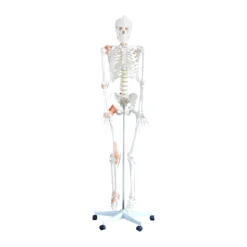 Flexibles Skelettmodell