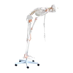 Flexibles Skelettmodell