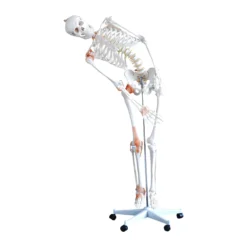 Flexibles Skelettmodell