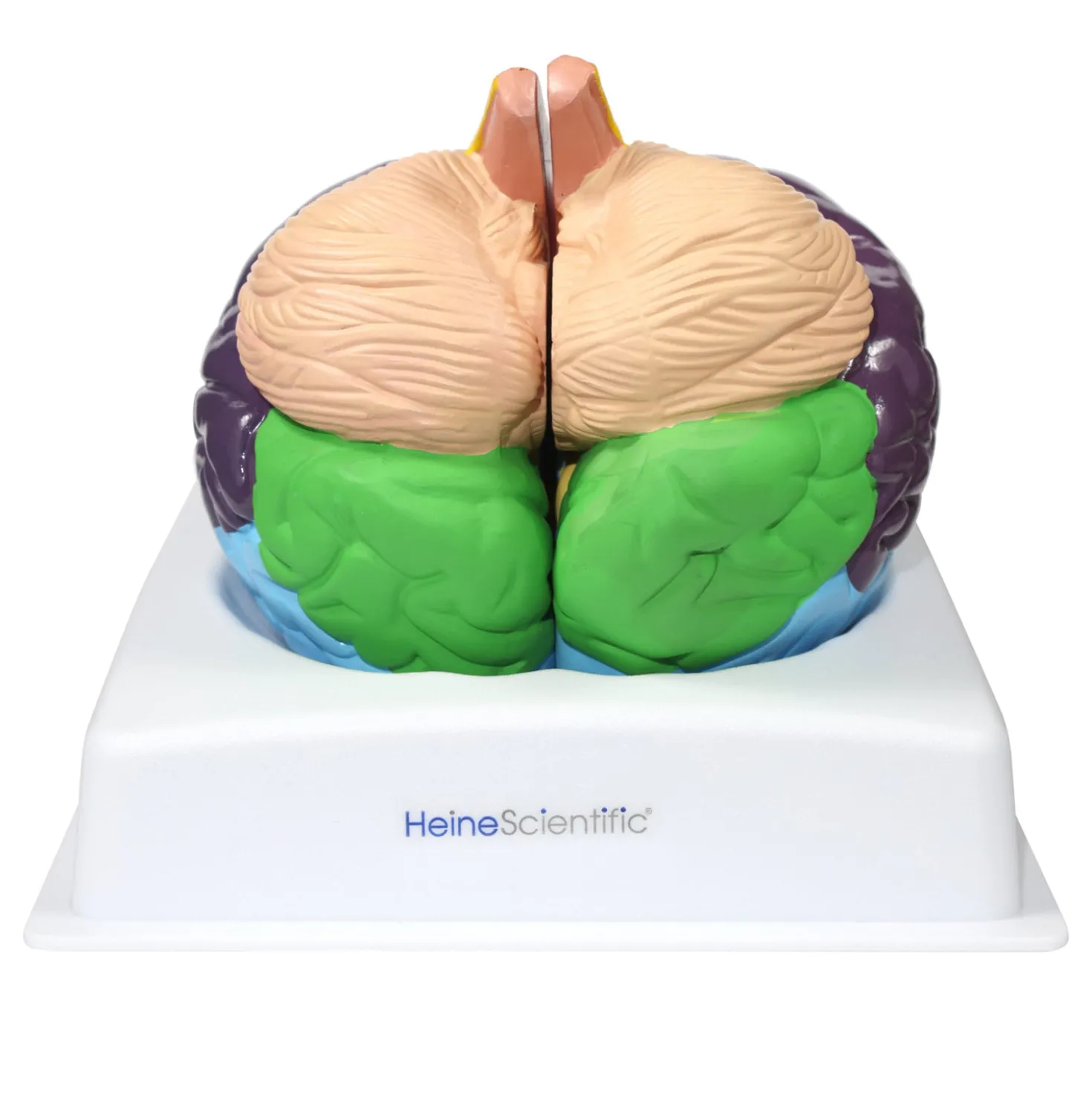 Gehirnmodell mit Brodmann-Arealen