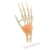 Hand-Skelett mit Bändern