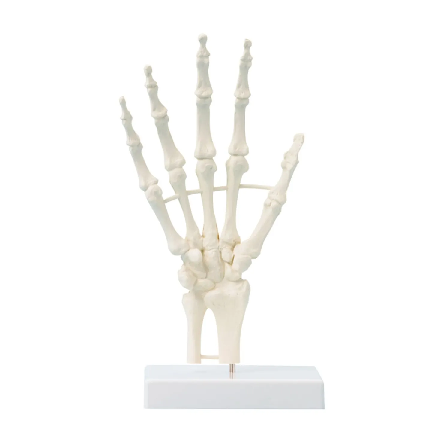 Handskelett mit Strukturen, unbeweglich