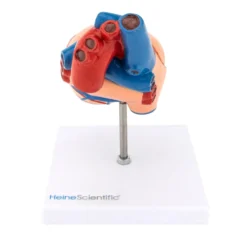 Herzmodell, 2-teilig