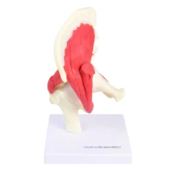 Hüftgelenk-Modell