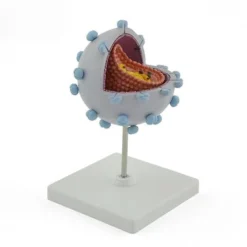HIV-Modell