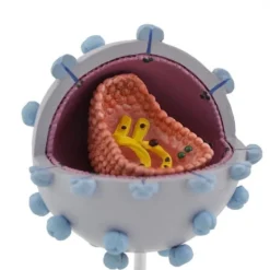 HIV-Modell