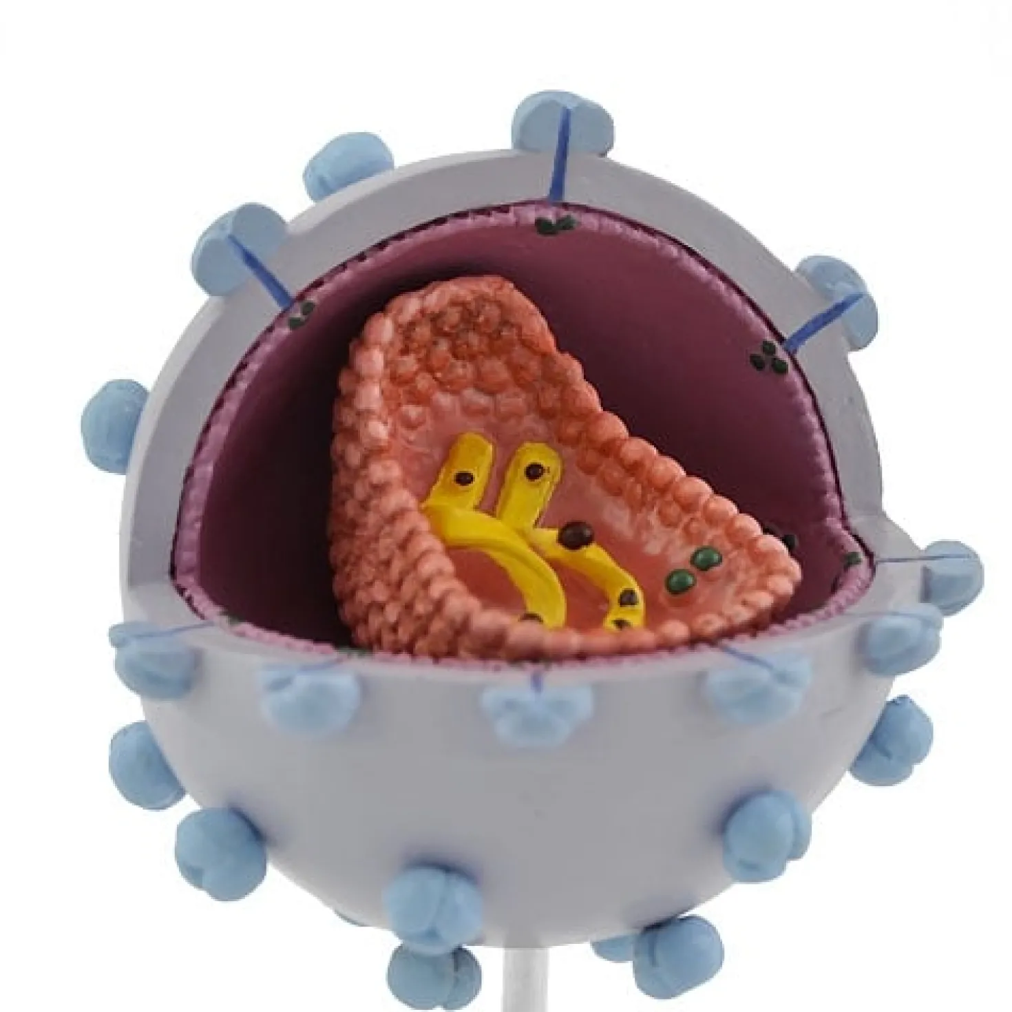 HIV-Modell