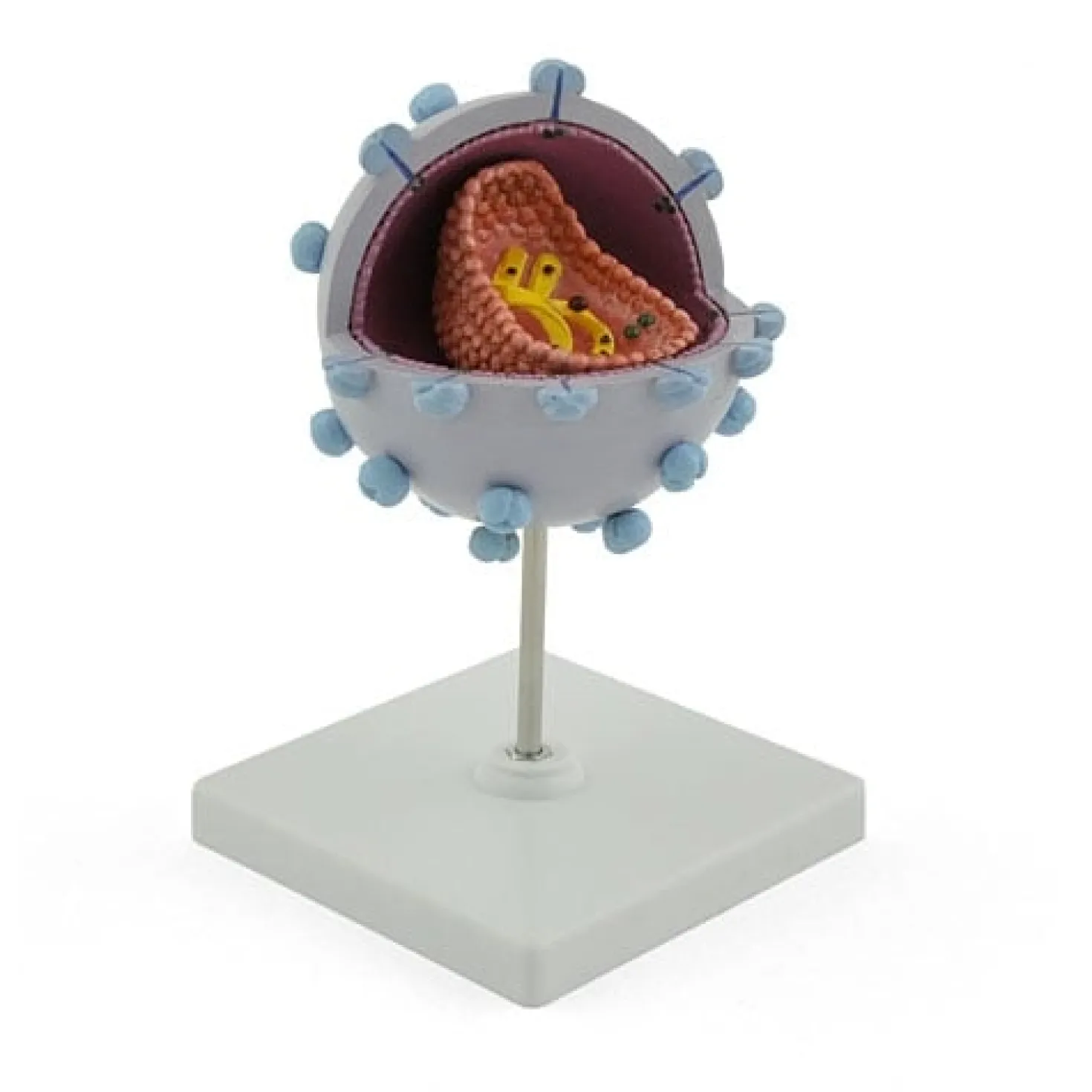 HIV-Modell