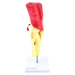 Kniemodell
