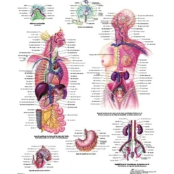 Lehrtafel Das lymphatische System
