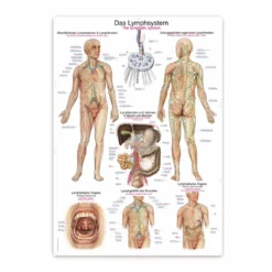 Lehrtafel Das Lymphsystem