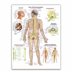 Lehrtafel Das Nervensystem