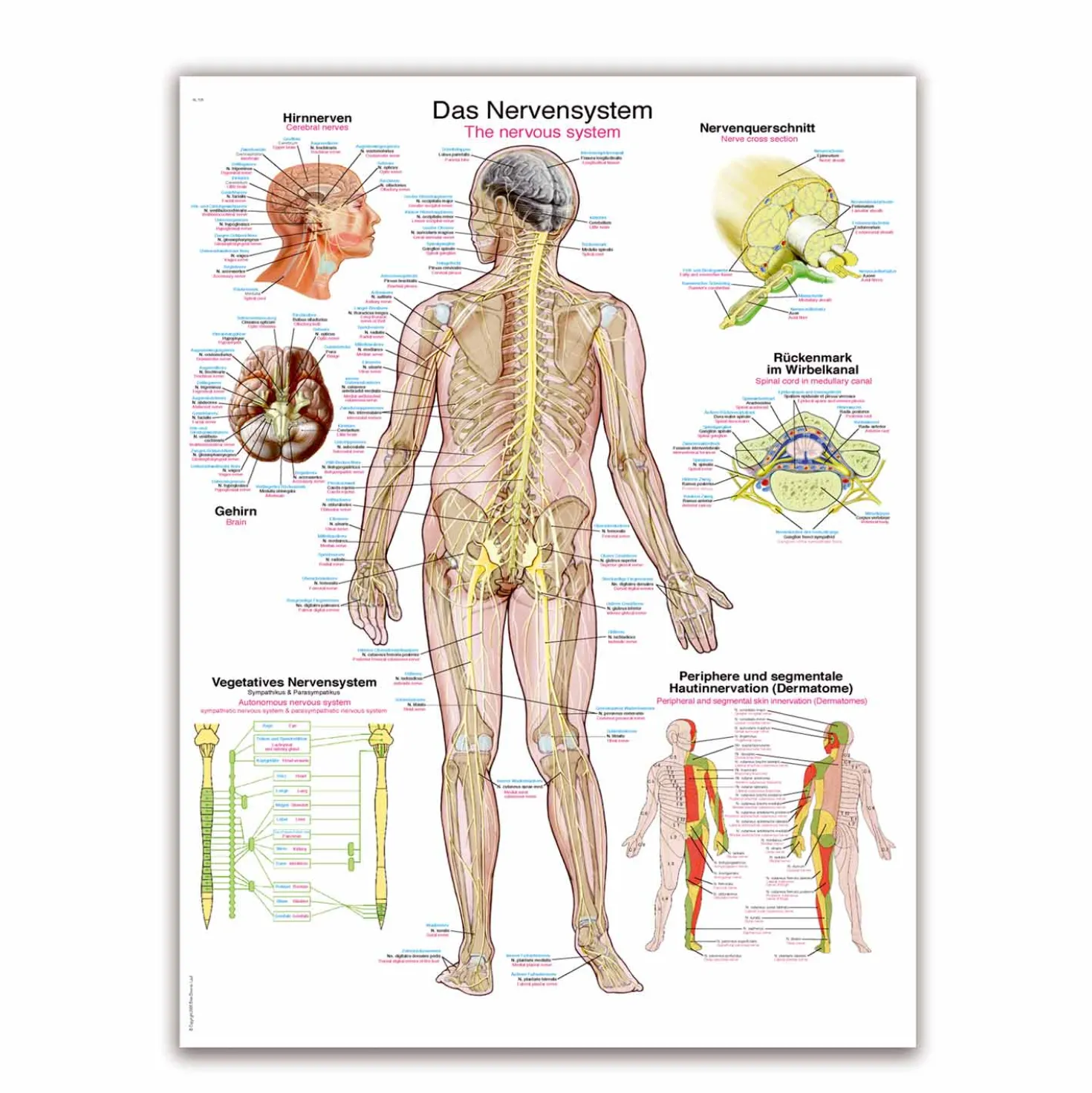 Lehrtafel Das Nervensystem
