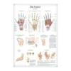 Lehrtafel Die Hand
